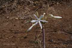 Crinum woodrowii
